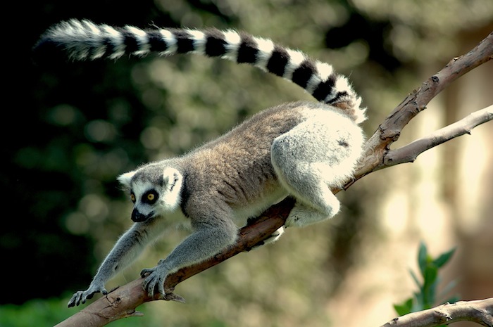 Lemure-catta8.jpg