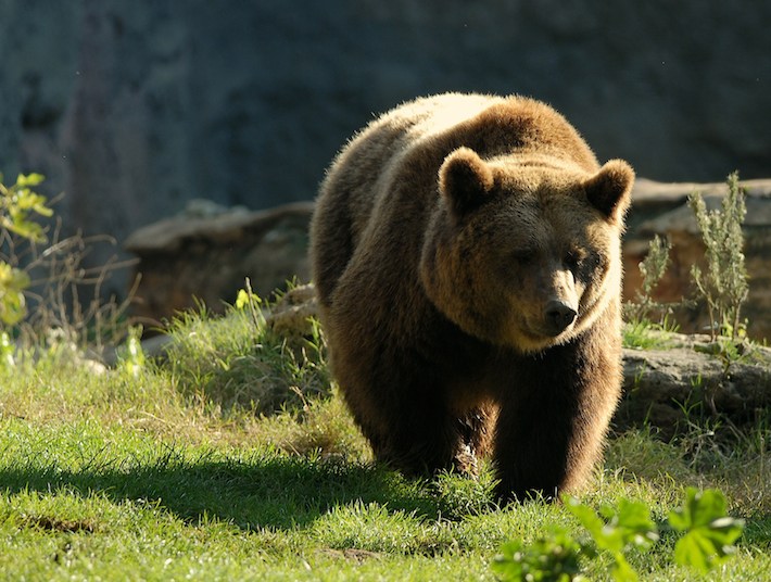 Risultati immagini per orso bruno