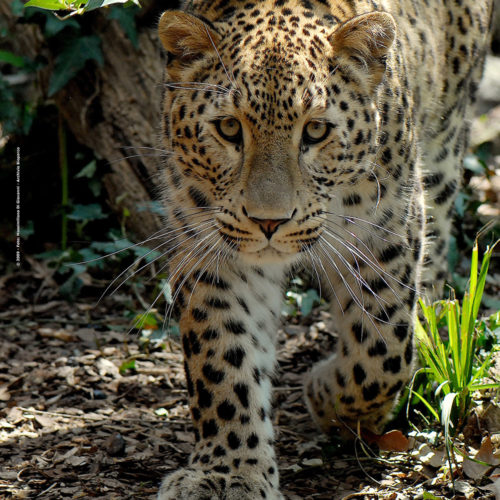leopardo11
