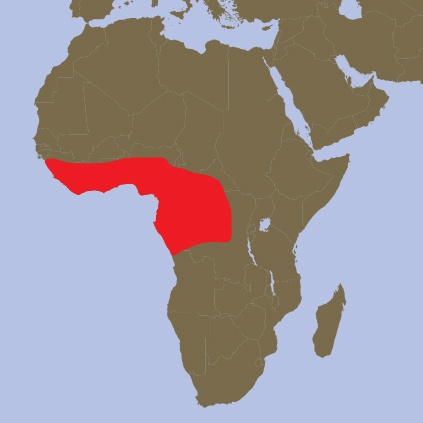 Coccodrillo nano africano