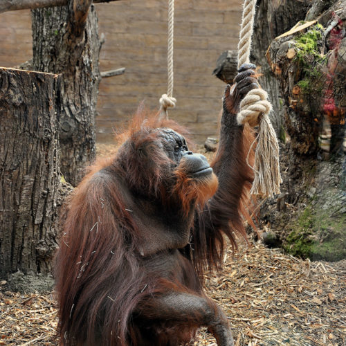 orango1
