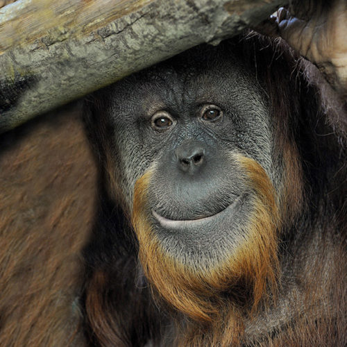 Safari 1x orango orango con Baby zoo per animali Park 40530 