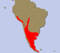 Guanaco