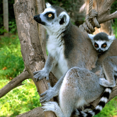 foto-lemure-catta
