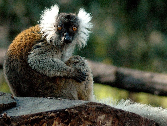 conservazione dei lemuri