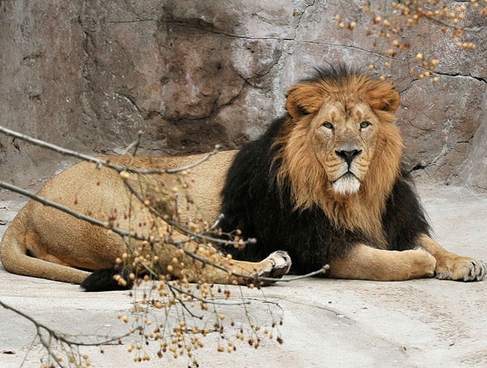 foto-leone-asiatico