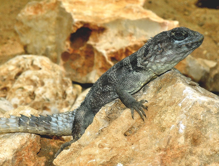 Iguana Spinosa del Madagascar