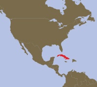 Iguana terrestre di Cuba