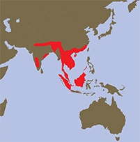 Lontra asiatica