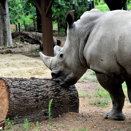 rinoceronte14