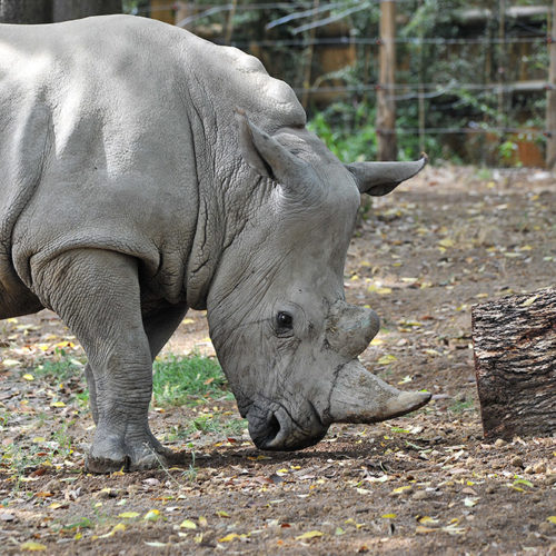 rinoceronte15