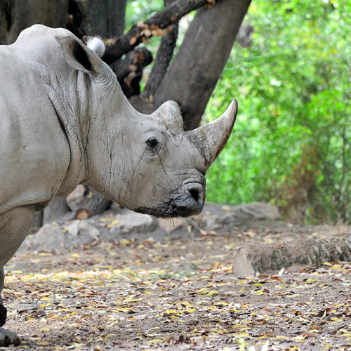 rinoceronte16