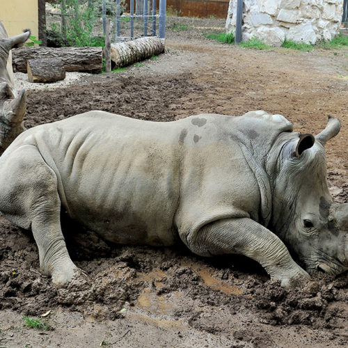 rinoceronte7