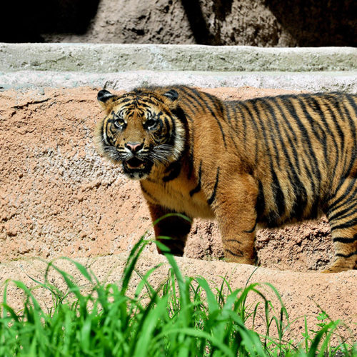 tigre di sumatra