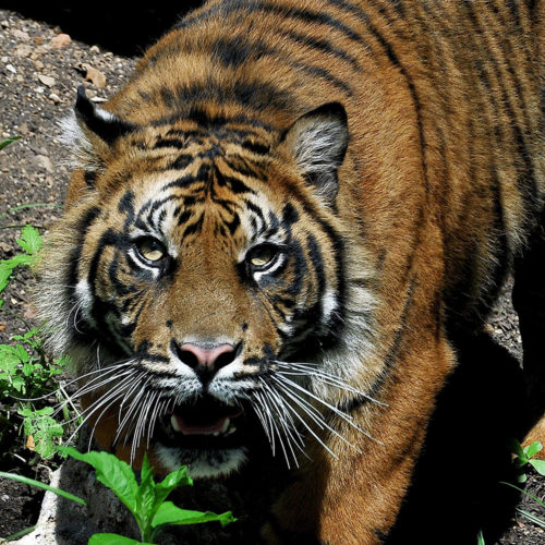 tigre-sumatra2