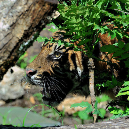 tigre-sumatra3