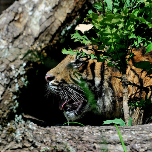 tigre-sumatra4