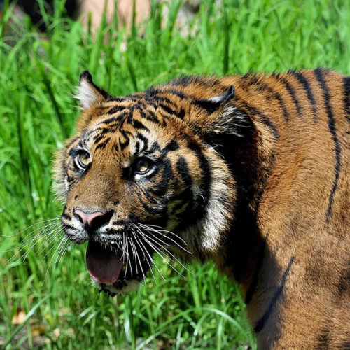 tigre-sumatra6