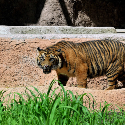 tigre-sumatra9
