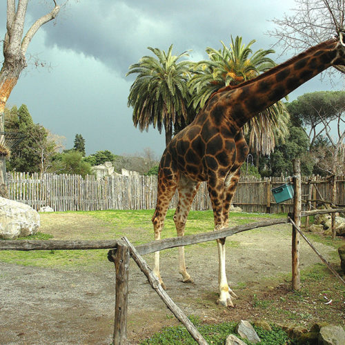 area-giraffe1