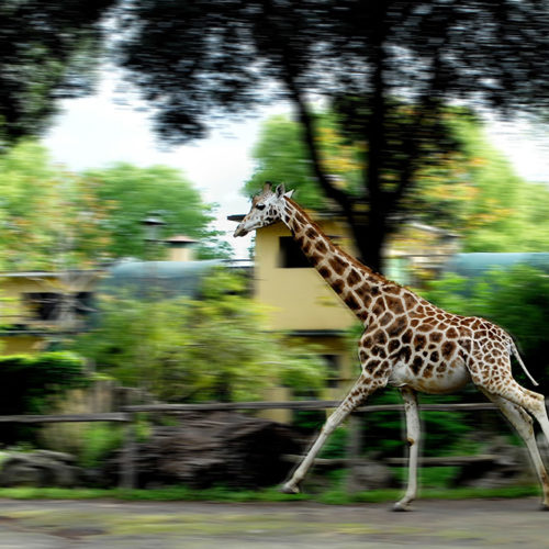 area-giraffe2
