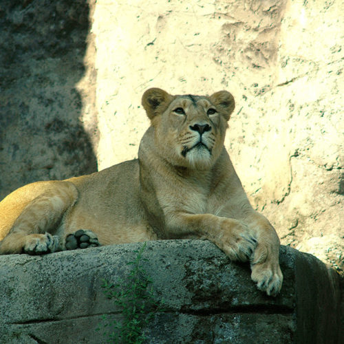 leone-asiatico11
