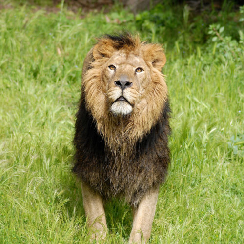 leone-asiatico9
