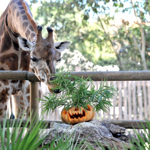 MDG_1891 giraffa+zucca Halloween