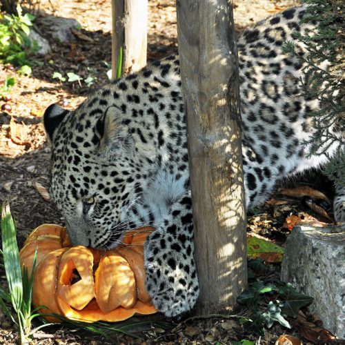 MDG_6410 Halloween+leopardo