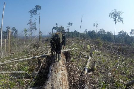 La deforestazione del Parco Nazionale di Kerinci Seblat.