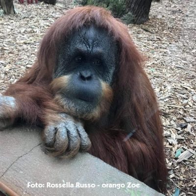 Rossella Russo - Zoe ok