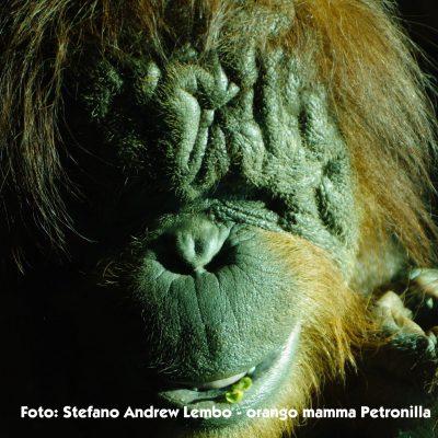 Stefano Andrew Lembo 1 - Petronilla ok