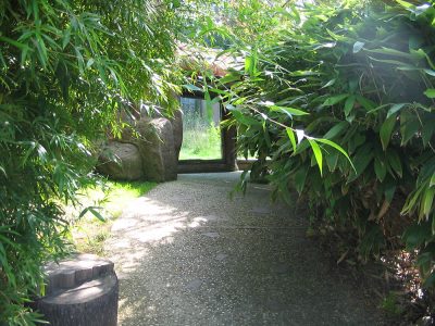 fiori-piante1