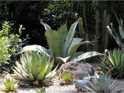 piante