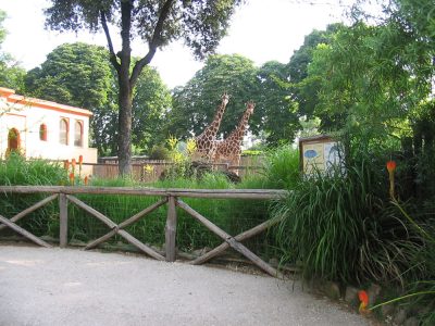 fiori-piante2