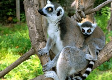 foto-lemure-catta