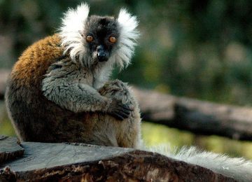 conservazione dei lemuri