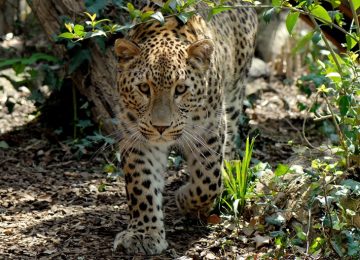 foto-leopardo-caucaso