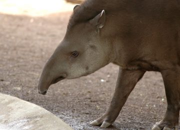 foto-tapiro