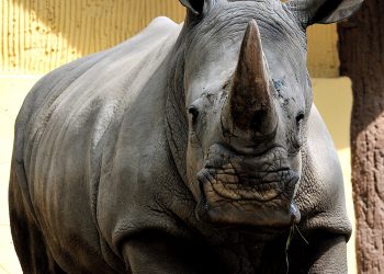 rinoceronte18