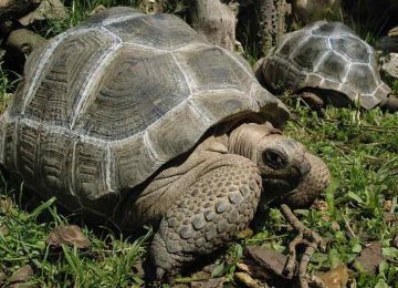 testuggine-Aldabra